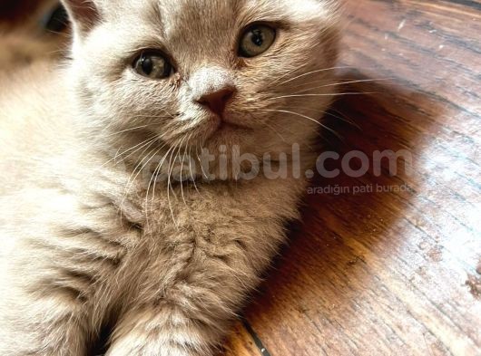 British Shorthair Yavru görsel