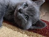 British Shorthair Yavru