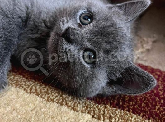 British Shorthair Yavru görsel