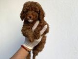 Dişi Secereli   Show Kalite Red Brown Toy Poodle Yavrumuz