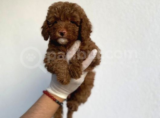 Dişi Secereli   Show Kalite Red Brown Toy Poodle Yavrumuz görsel