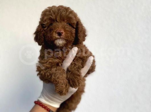 Dişi Secereli   Show Kalite Red Brown Toy Poodle Yavrumuz