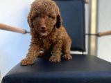 Dişi Secereli   Show Kalite Red Brown Toy Poodle Yavrumuz