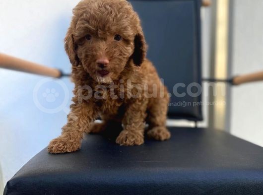Dişi Secereli   Show Kalite Red Brown Toy Poodle Yavrumuz görsel