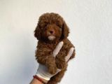Dişi Secereli   Show Kalite Red Brown Toy Poodle Yavrumuz