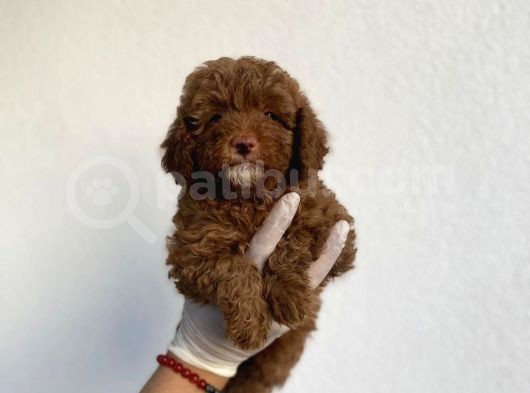 Dişi Secereli   Show Kalite Red Brown Toy Poodle Yavrumuz görsel