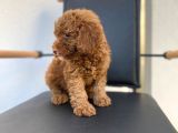 Dişi Secereli   Show Kalite Red Brown Toy Poodle Yavrumuz