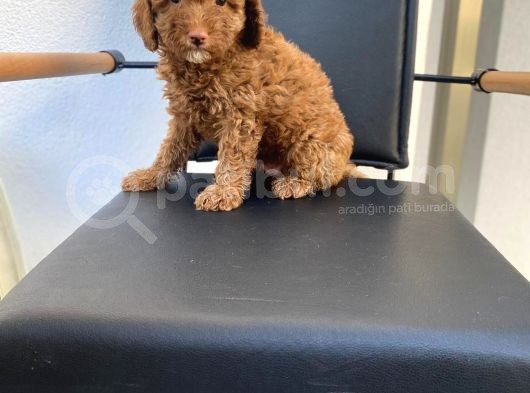 Dişi Secereli   Show Kalite Red Brown Toy Poodle Yavrumuz görsel