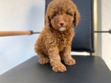 Dişi Secereli   Show Kalite Red Brown Toy Poodle Yavrumuz