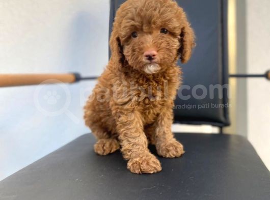 Dişi Secereli   Show Kalite Red Brown Toy Poodle Yavrumuz görsel