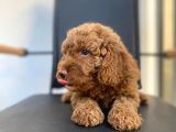 Erkek Toy Poodle Yavrumuz