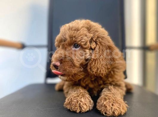 Erkek Toy Poodle Yavrumuz görsel
