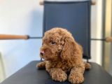 Erkek Toy Poodle Yavrumuz