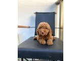 Erkek Toy Poodle Yavrumuz