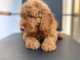 Erkek Toy Poodle Yavrumuz