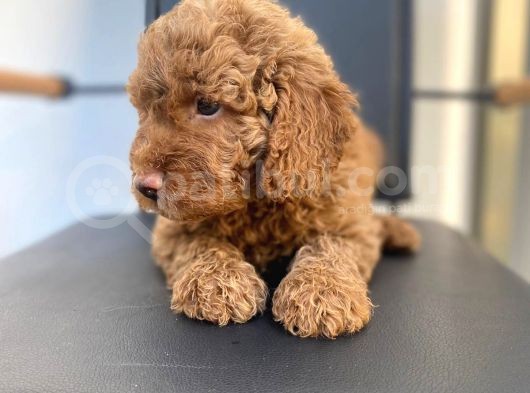 Erkek Toy Poodle Yavrumuz görsel