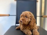 Erkek Toy Poodle Yavrumuz