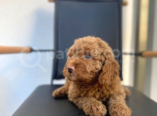 Erkek Toy Poodle Yavrumuz görsel