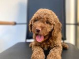 Erkek Toy Poodle Yavrumuz