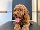 Erkek Toy Poodle Yavrumuz