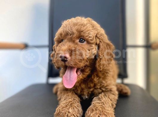 Erkek Toy Poodle Yavrumuz görsel