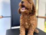 Erkek Toy Poodle Yavrumuz