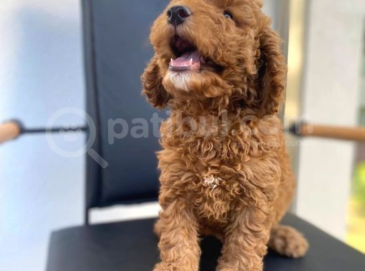 Erkek Toy Poodle Yavrumuz görsel