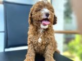 Secereli Erkek Toy Poodle Yavrumuz