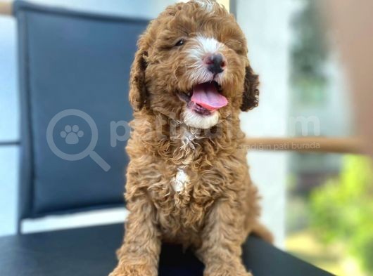 Secereli Erkek Toy Poodle Yavrumuz