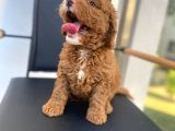 Secereli Erkek Toy Poodle Yavrumuz