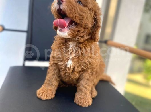 Secereli Erkek Toy Poodle Yavrumuz görsel