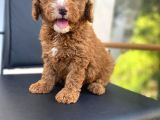 Secereli Erkek Toy Poodle Yavrumuz