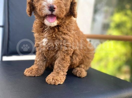 Secereli Erkek Toy Poodle Yavrumuz görsel