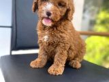 Secereli Erkek Toy Poodle Yavrumuz