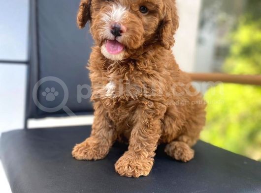 Secereli Erkek Toy Poodle Yavrumuz görsel