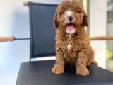 Secereli Erkek Toy Poodle Yavrumuz