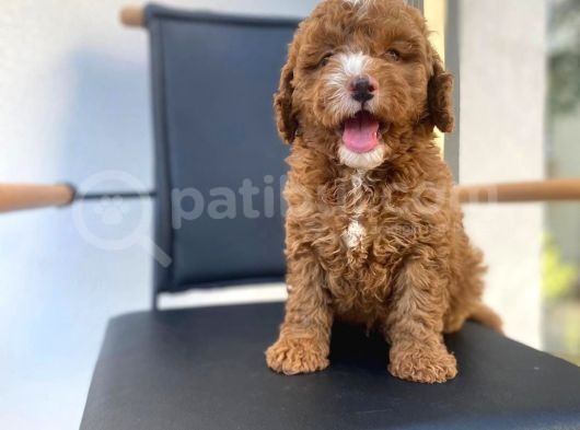 Secereli Erkek Toy Poodle Yavrumuz görsel