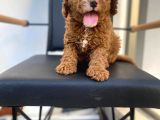 Secereli Erkek Toy Poodle Yavrumuz