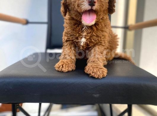 Secereli Erkek Toy Poodle Yavrumuz görsel