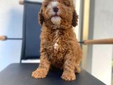 Secereli Erkek Toy Poodle Yavrumuz