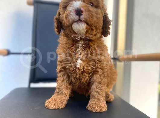 Secereli Erkek Toy Poodle Yavrumuz görsel