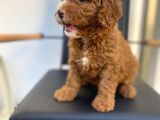 Secereli Erkek Toy Poodle Yavrumuz