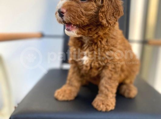 Secereli Erkek Toy Poodle Yavrumuz görsel