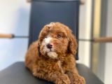 Secereli Erkek Toy Poodle Yavrumuz