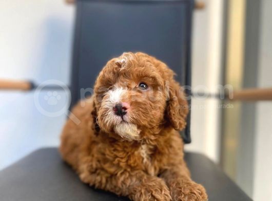 Secereli Erkek Toy Poodle Yavrumuz görsel