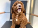 Secereli Erkek Toy Poodle Yavrumuz