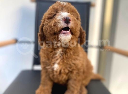 Secereli Erkek Toy Poodle Yavrumuz görsel
