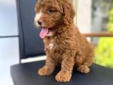 Secereli Erkek Toy Poodle Yavrumuz