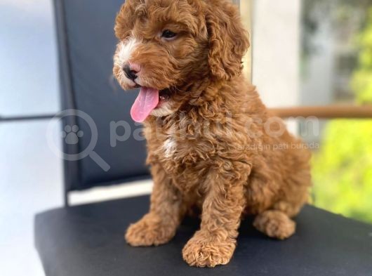 Secereli Erkek Toy Poodle Yavrumuz görsel