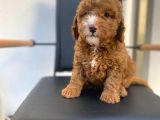Secereli Erkek Toy Poodle Yavrumuz